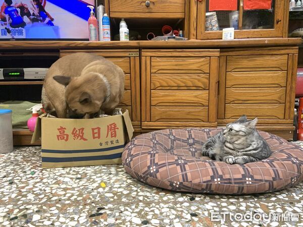 大黃狗塞小紙箱，床被貓搶走。（圖／飼主Stanley提供）