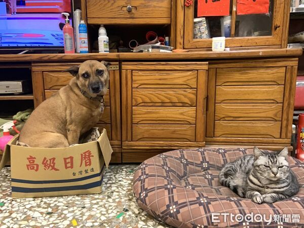大黃狗塞小紙箱，床被貓搶走。（圖／飼主Stanley提供）