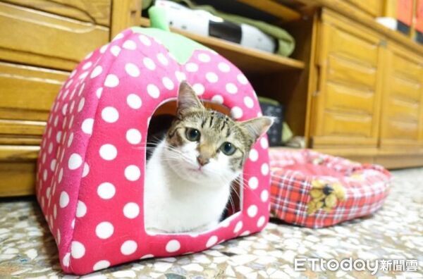 大黃狗塞小紙箱，床被貓搶走。（圖／飼主Stanley提供）