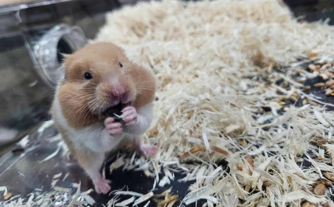 小倉鼠大學問!新北動保揭5大飼養關鍵 違規最高罰1.5萬