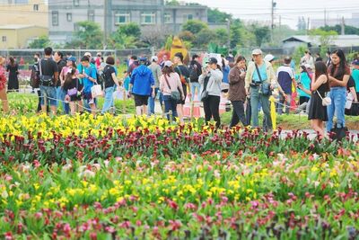 桃園彩芋季結束　台七繡球金針花卉接棒登場