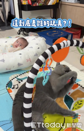 貓咪玩寶寶健力架。（圖／IG@daohuiiiii）