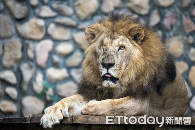 萬獸之王再見了！壽山動物園非洲獅「二哥」高齡辭世