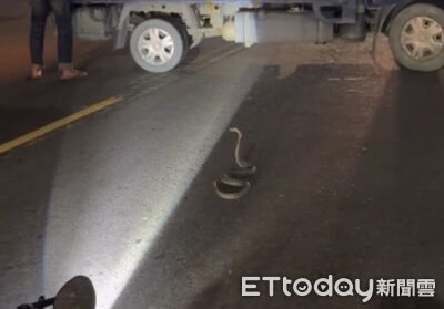 馬路有蛇！高雄騎士急煞釀追撞　「1.3米眼鏡蛇」作勢攻擊畫面曝