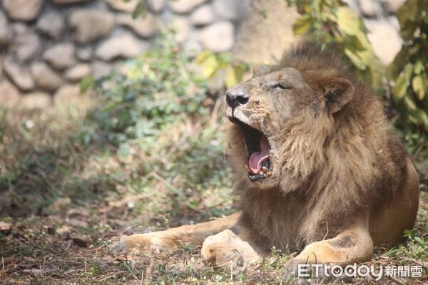 ▲▼壽山動物園非洲獅二哥。（圖／記者許宥孺翻攝）