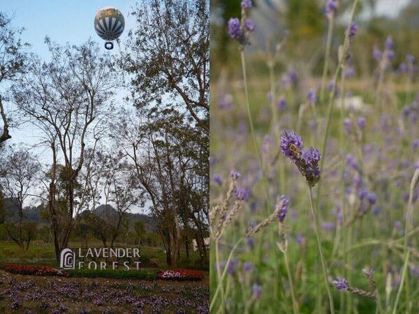 ▲▼薰衣草森林九九峰氦氣球樂園。（圖／ReadyGo提供）
