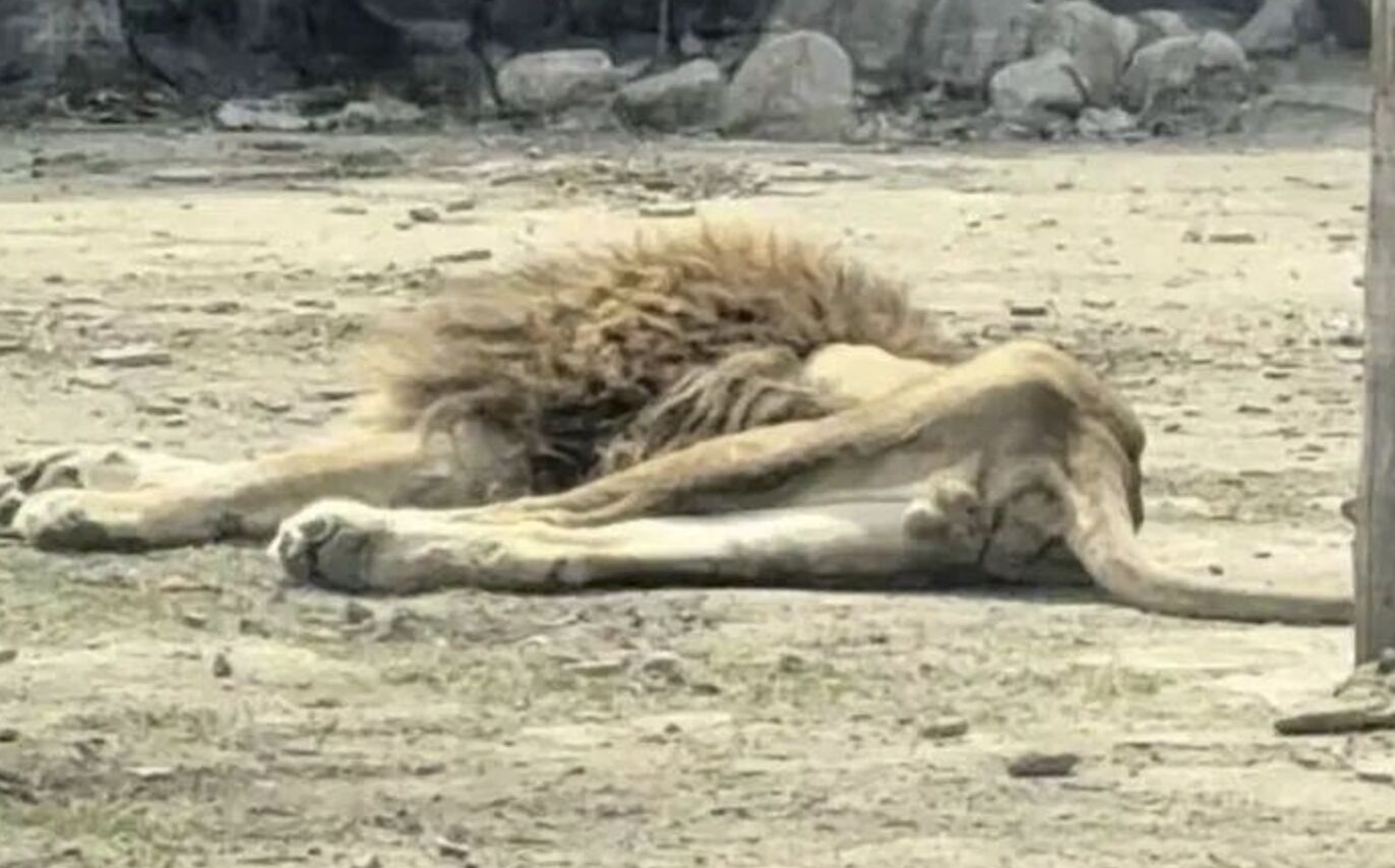 ▲遼寧本溪市動植物園裡的雄獅「大毛」瘦成「紙片獅」。（圖／翻攝極目新聞）