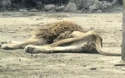 遼寧「紙片獅」瘦成皮包骨　動物園：配偶老死，突然開始不吃東西