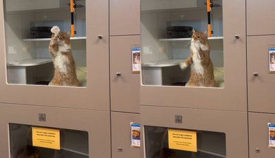 收容所橘白貓「見人就揮手」超萌　背後原因藏洋蔥：只想被選中