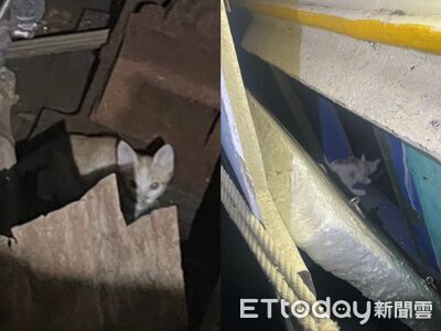 冷血男「貓裝籠丟海」嗆淹死　警登船搜救…2貓獲救現況曝