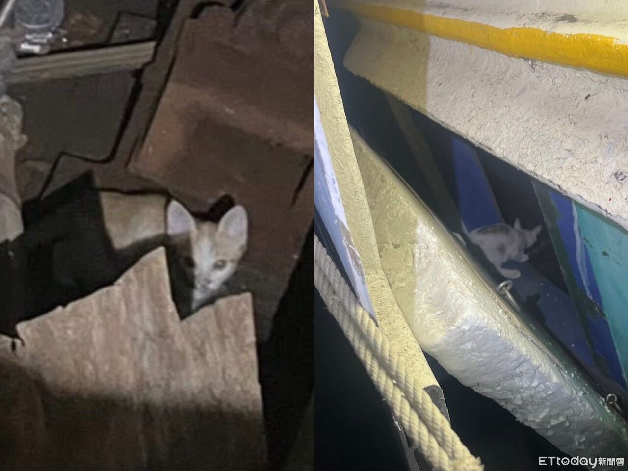 冷血男「貓裝籠丟海」嗆淹死 警登船搜救…2貓獲救現況曝