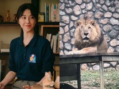 壽山非洲獅二哥辭世！台劇《動物園》拍過牠…邵雨薇：身體不痛了