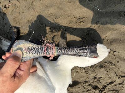 濱臨絕種黑面琵鷺趴臥後龍濕地　嘴、腳遭魚線纏繞搶救不治