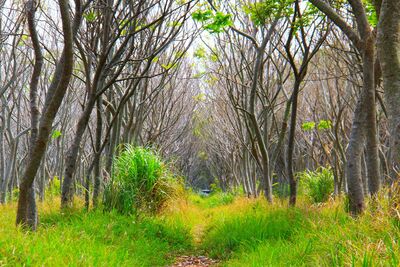 后里「600公尺龍貓隧道」取景攻略！還能順遊繽紛海芋田