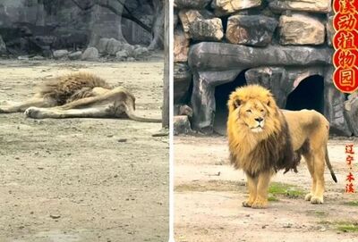 陸動物園「紙片獅」瘦成皮包骨　伴侶離世哀傷到拒絕進食