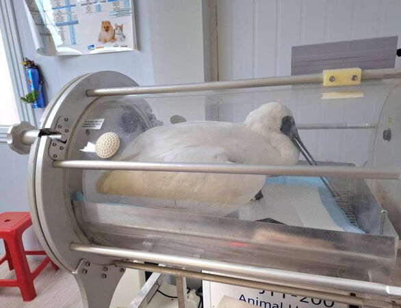 ▲一隻濱臨絕種保育類野生動物黑面琵鷺，被發現趴在苗栗後龍濕地，嘴喙和腳部慘遭魚線層層纏繞，縣府保育官員獲報搶救送醫，可惜宣告不治             。（圖／苗栗縣政府提供）