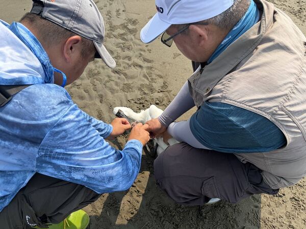 ▲一隻濱臨絕種保育類野生動物黑面琵鷺，被發現趴在苗栗後龍濕地，嘴喙和腳部慘遭魚線層層纏繞，縣府保育官員獲報搶救送醫，可惜宣告不治             。（圖／苗栗縣政府提供）