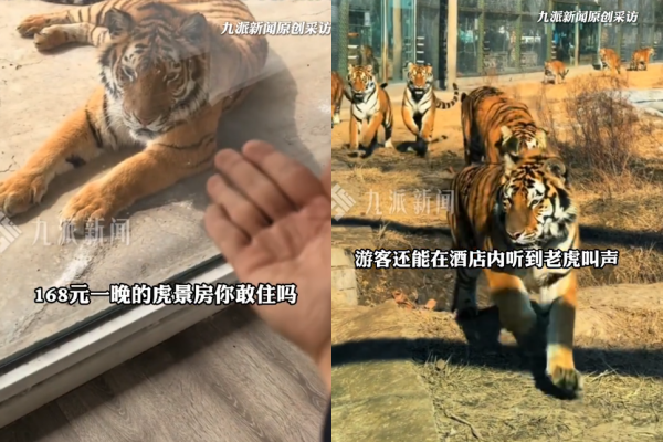 ▲▼河南動物園推「虎景房」。（圖／翻攝自微博）