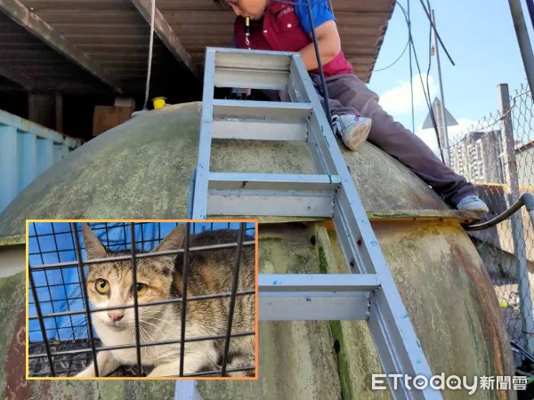 ▲三花貓疑被「大貓追趕」掉進2公尺深大水桶　救援成功待開放認養。（圖／新北市政府動物保護防疫處提供）
