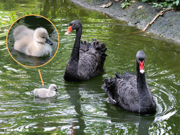 ▲台北動物園黑天鵝首度「破蛋」　人工孵化成功：一家互動超溫馨。（圖／台北市立動物園）