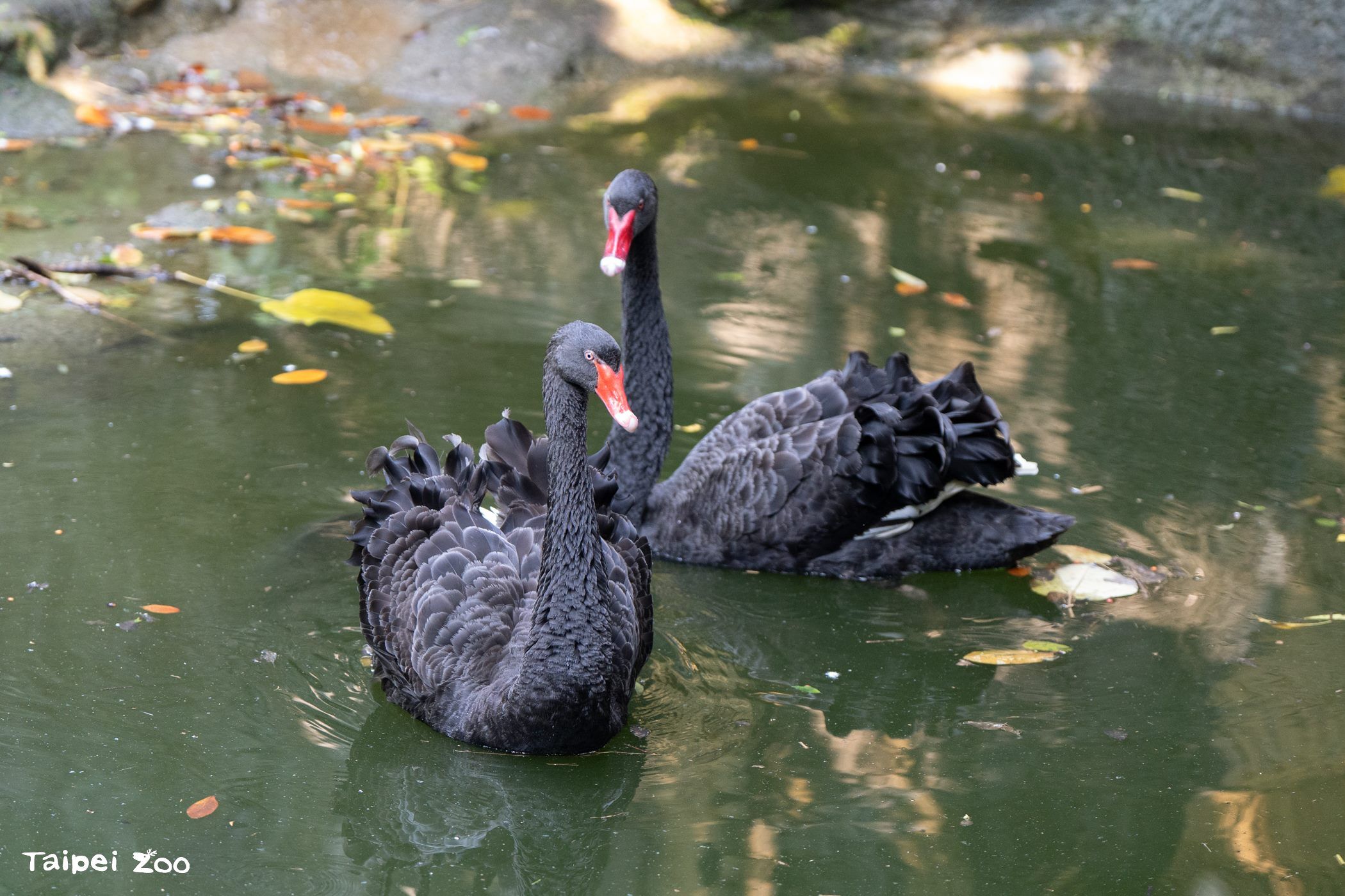 ▲台北動物園黑天鵝首度「破蛋」　人工孵化成功：一家互動超溫馨。（圖／台北市立動物園）