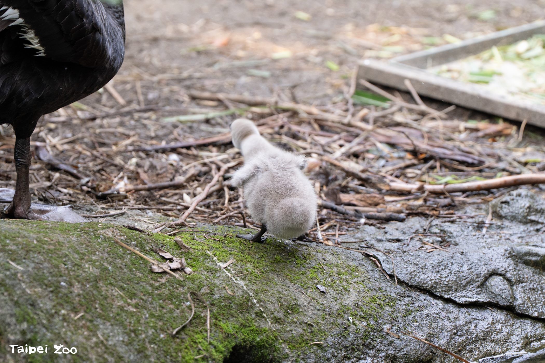 ▲台北動物園黑天鵝首度「破蛋」　人工孵化成功：一家互動超溫馨。（圖／台北市立動物園）