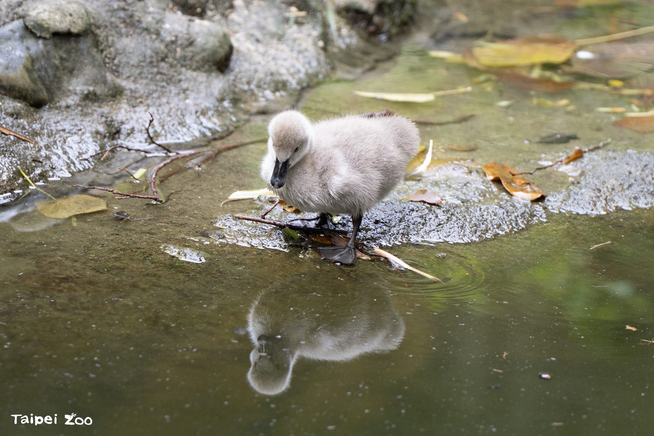 ▲台北動物園黑天鵝首度「破蛋」　人工孵化成功：一家互動超溫馨。（圖／台北市立動物園）