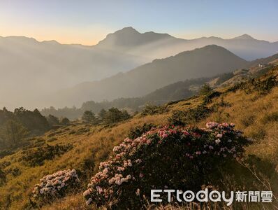 合歡山聯合淨山！太管處揪團守護高山環境　一併移除外來種植物