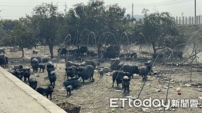 屢勸不見開鍘！嘉義林姓養豬戶違規餵廚餘　重罰346萬強制清除