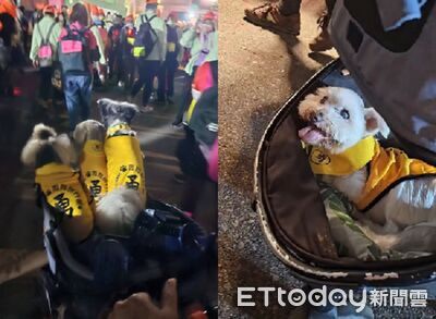 17歲汪得癌！飼主去年求媽祖「化療順利」　今年帶汪汪進香團追隨