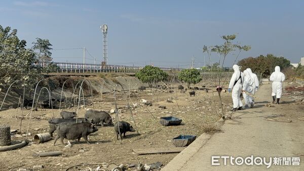 ▲▼    屢勸不聽！嘉縣查獲違規廚餘養豬　重罰 346 萬並限期清空  。（圖／嘉義縣政府提供）