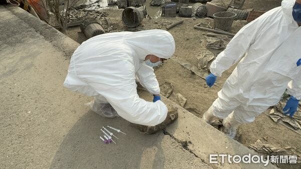 ▲▼    屢勸不聽！嘉縣查獲違規廚餘養豬　重罰 346 萬並限期清空  。（圖／嘉義縣政府提供）