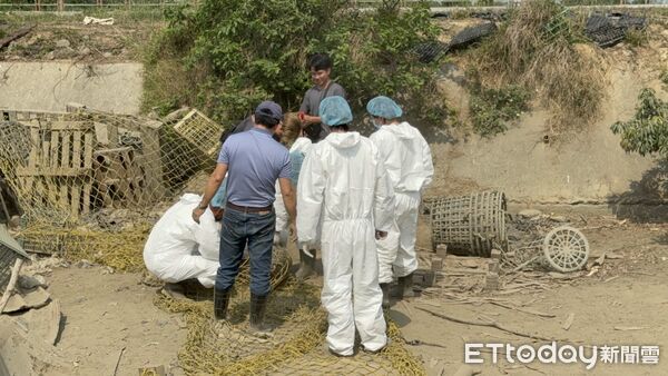 ▲▼    屢勸不聽！嘉縣查獲違規廚餘養豬　重罰 346 萬並限期清空  。（圖／嘉義縣政府提供）