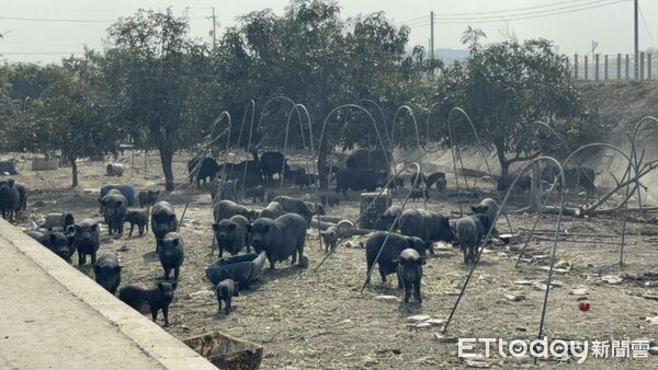 ▲▼    屢勸不聽！嘉縣查獲違規廚餘養豬　重罰 346 萬並限期清空  。（圖／嘉義縣政府提供）