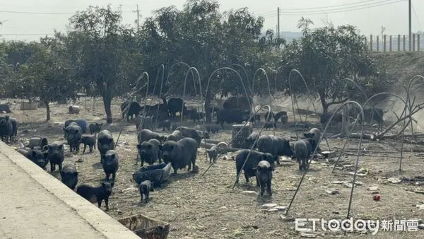▲▼    屢勸不聽！嘉縣查獲違規廚餘養豬　重罰 346 萬並限期清空  。（圖／嘉義縣政府提供）