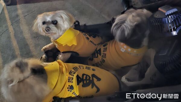 ▲。（圖／有點毛毛的／紫月提供）