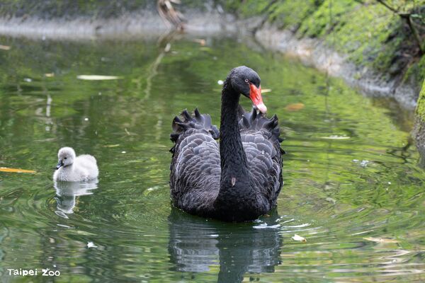 ▲台北動物園黑天鵝首度「破蛋」　人工孵化成功：一家互動超溫馨。（圖／台北市立動物園）