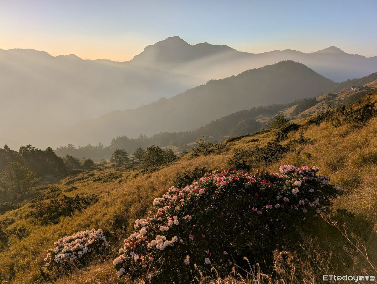 合歡山聯合淨山!太管處揪團守護高山環境 一併移除外來種植物