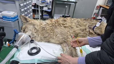 韓大野狼第10天終於抓到了！凌晨「射麻醉槍」生擒　作戰影像曝光