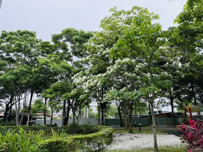 桃園桐花祭明登場　5景點已開3成