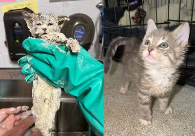 6周小貓掉「工業膠水桶中」7孔被封無法呼吸　靠1物神救援現況曝