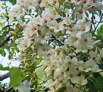 白天賞五月雪鎖解後慈湖秘境、晚上到北橫追螢光　桃園春末限定玩法一次打包