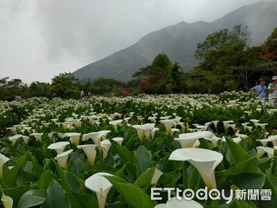 陽明山海芋進入盛開期　北市：把握月底前花況最美