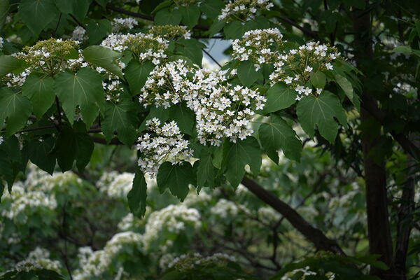 ▲「2026桃園桐花祭」明（18日）起在桃園市客家文化館登場，目前花況約3成。（圖／客家事務局提供）