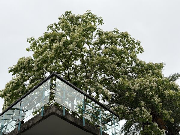 ▲「2026桃園桐花祭」明（18日）起在桃園市客家文化館登場，目前花況約3成。（圖／客家事務局提供）