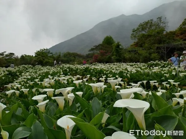 ▲▼陽明山海芋。（圖／北市產發局提供）