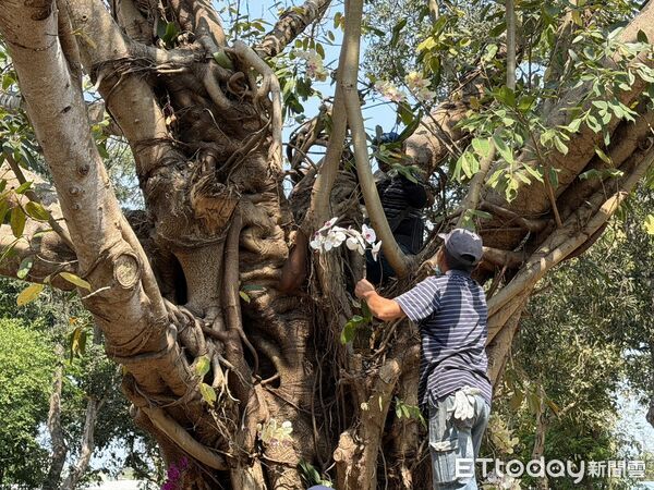 ▲台南山上花園水道博物館將蘭花移植上樹，打造立體花景。（記者林東良翻攝，下同）