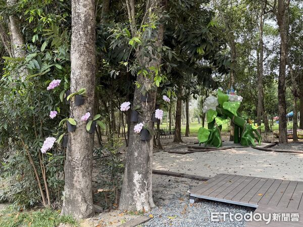 ▲台南山上花園水道博物館將蘭花移植上樹，打造立體花景。（記者林東良翻攝，下同）