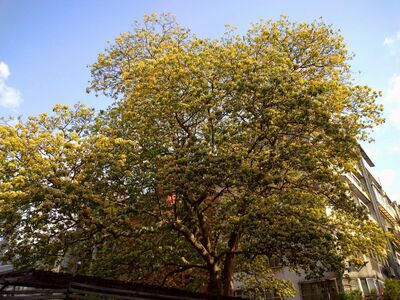 5層樓高「加羅林魚木」開滿黃白花朵　公館、仁愛圓環都有