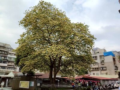 北市2處「加羅林魚木」滿開